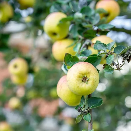 Διαμέρισμα Alte Schule Porrendeich *