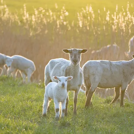 Alte Schule Porrendeich *